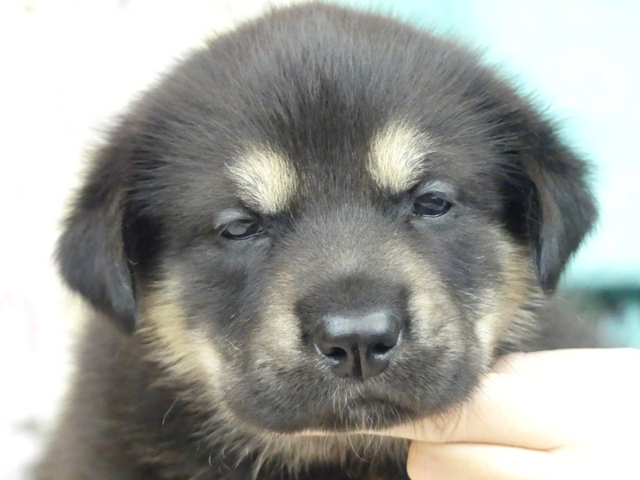 chinook puppy